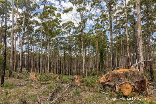 Photo of Wombat State Forest, Dja Dja Wurrung Country